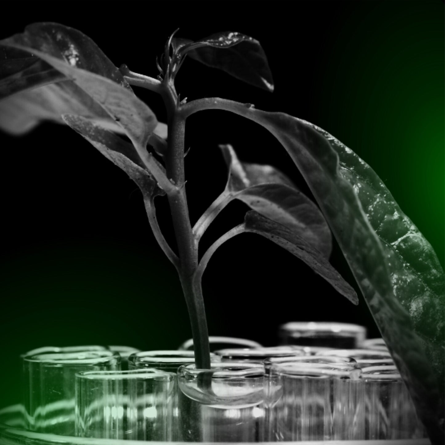 Super Greens  60 caps Phasertech G533N 