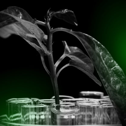 Super Greens  60 caps Phasertech G533N 